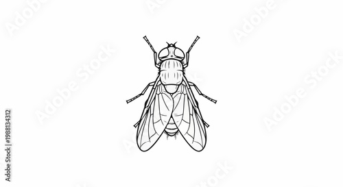 Line art illustration of a housefly, top-down view, isolated on white