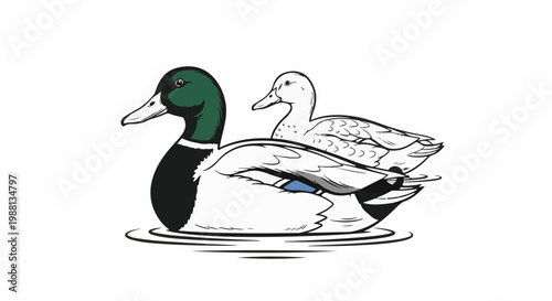 Two ducks swim on water, one a vibrant mallard, the other sketched outline
