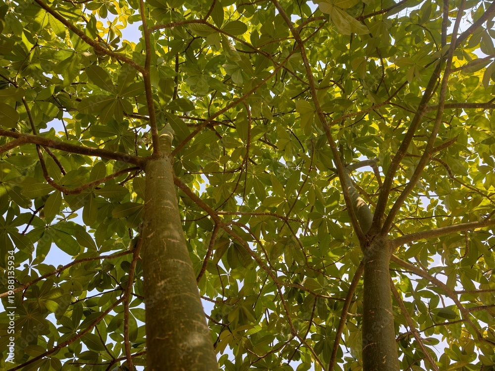 Fototapeta premium Pachira aquatica, or Money Tree, is an auspicious tree native to South America.