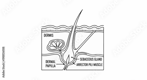Diagram of a hair follicle and associated structures within the skin layers