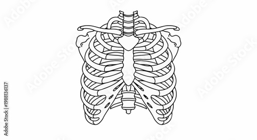 Outline of a human rib cage, sternum, and clavicles