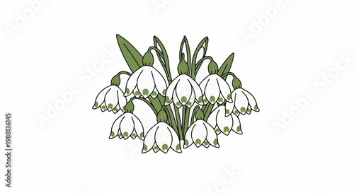 Delicate white bells with green accents on slender stems, isolated