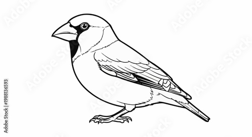 A detailed black and white outline illustration of a small bird with a thick beak