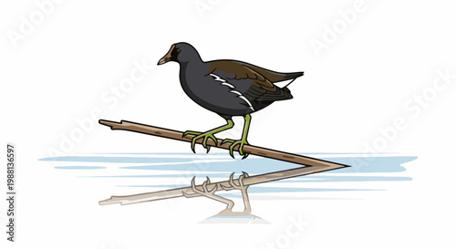 A dark-feathered bird with green legs perched on a branch above water