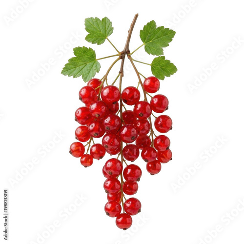Redcurrant branch isolated on transparent background a vibrant berry cluster