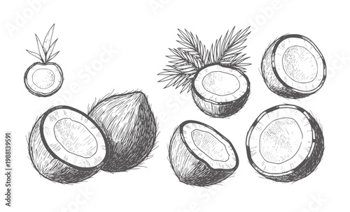 Hand drawn of coconuts and palm leaves white fruit tropical food healthy