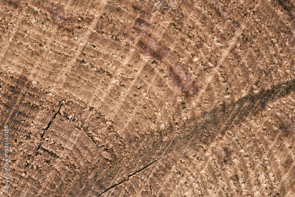 Fototapeta premium IMAGES ON NATURE - Wood rings after cutting down a tree