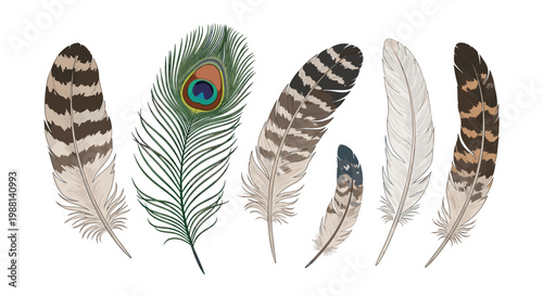 Collection of detailed bird feathers including peacock and owl plumes isolated on a clean white background for design.
