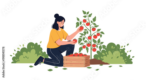 Young woman kneeling in a garden while picking ripe red tomatoes and placing them into a wooden crate for harvest season.