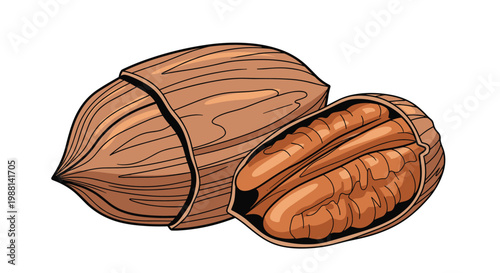 Detailed illustration of two pecans, with one nut remaining in its hard shell and the other split open to reveal the tasty kernel.
