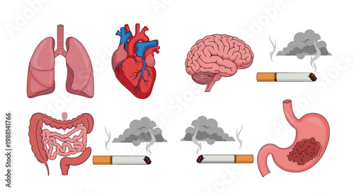 Educational illustration showing the negative impact of smoking on human organs like lungs, heart, brain, and stomach health.