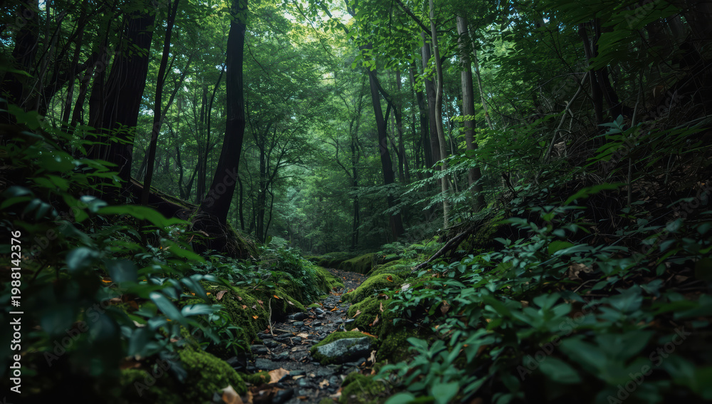 Obraz premium Lush green forest path lined with mossy stones and dense trees, tranquil natural atmosphere