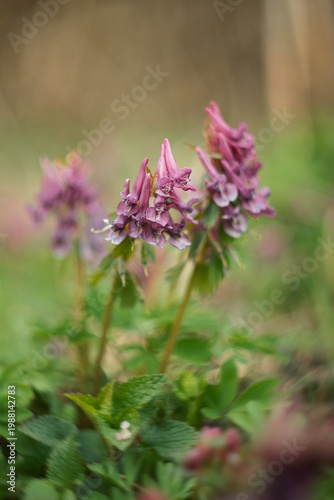 A flowering wood lark in a spring forest.
