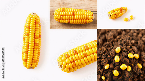 Image of corn seeds for product advertising promotion, photos from various angles, with different backgrounds, no mention of any brand, plain without writing.
