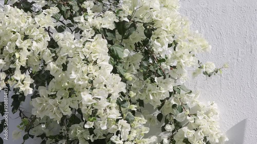 Blossoming bush of white Bougainvillea in the garden