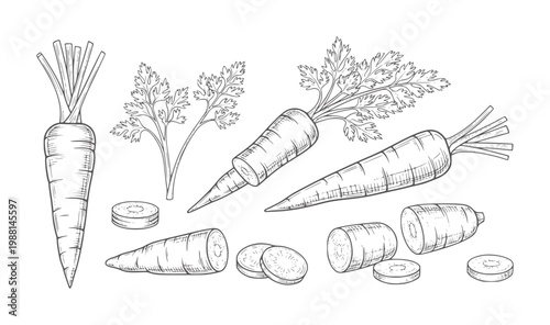 Hand drawn of whole and sliced carrots with green leafy tops vegetable food organic