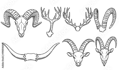 A set of animal horns and antlers in a minimalist line art style