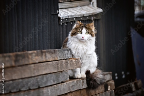 Norwegian Forest Cat sitting on the backyard and looking at camera. Horizontal image.