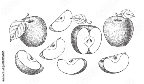 Hand drawn of whole and sliced apples with leaves fruit food vintage organic