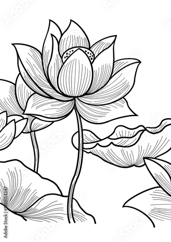 Digital hand sketch of a Lotus flowers