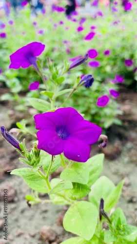 Purple flower in the garden so beautiful nature.