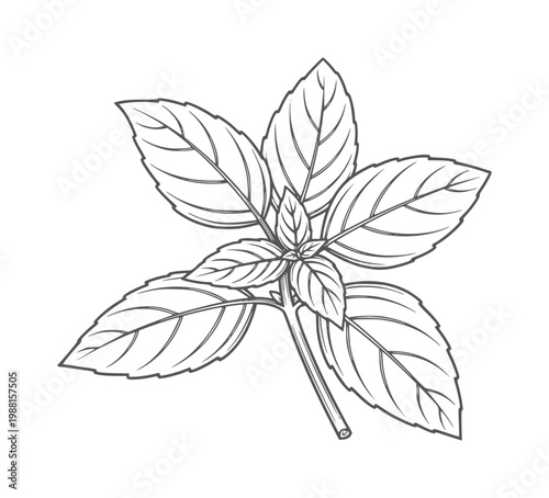 Hand drawn basil herb sprig with leaves and stem plant leaf