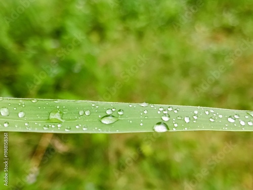 close up of raindrops on grass leaves with blurred background