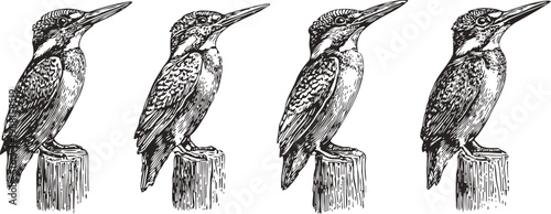four detailed black and white kingfisher illustrations perched on wooden posts, vintage bird sketches