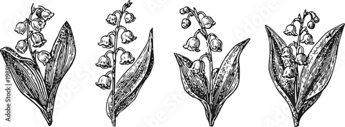 lily of the valley flowers set hand drawn detailed botanical illustrations with leaves and bell shaped blooms
