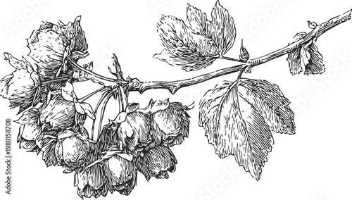 Vintage botanical illustration of hop cone branch with leaves and flowers, hand drawn sketch