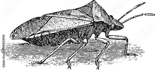 Detailed vintage illustration of a true bug with textured wings and antennae resting on a surface