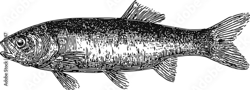 Vintage illustration of a trout fish detailed drawing in black and white