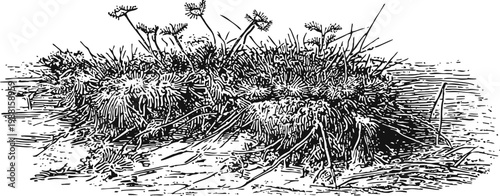Illustration of moss and small plants growing on a natural patch of soil ground