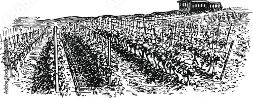 Hand drawn vineyard landscape with grapevines and trellises on rolling hills under a clear sky