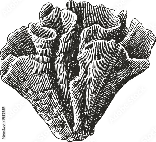 Detailed black and white engraving illustration of lettuce coral fungus with intricate natural texture