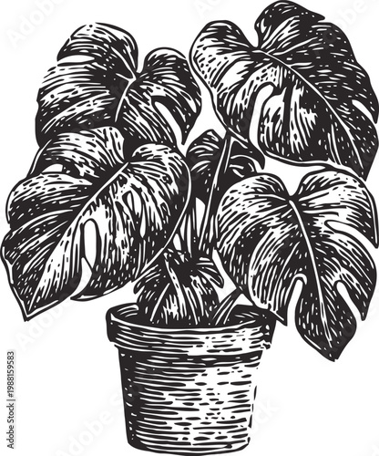 Monstera deliciosa houseplant with large split leaves in textured round pot, botanical line art illustration