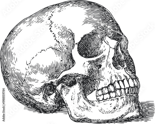 Human skull side view detailed illustration with teeth and jawbone anatomy