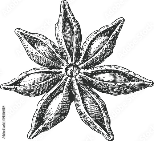 Star anise spice illustration detailed botanical drawing of aromatic seed pod for cooking and herbal use