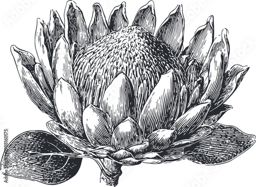 detailed vintage botanical illustration of a blooming protea flower with leaves