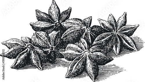Star anise spice seeds set aromatic seasoning pods with detailed texture illustration