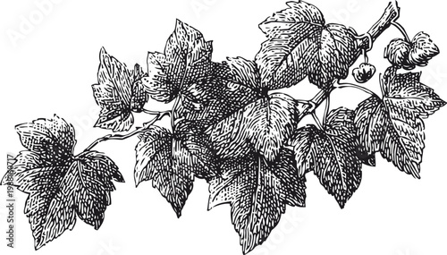 Grapevine branch with detailed leaves and grape clusters botanical vintage illustration