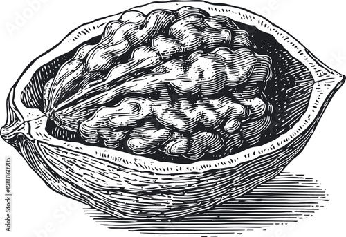 walnut half with detailed texture illustration hand drawn nut kernel inside hard shell, natural food and healthy snack design