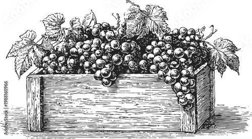 Hand drawn bunches of grapes with leaves overflowing wooden crate vintage illustration