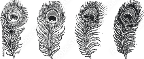 Four detailed vintage peacock feathers illustrations in black and white engraving