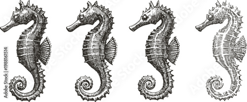 Detailed vintage black and white seahorse illustrations in ascending lightness, marine animal sketches