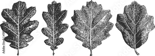 Four detailed vintage oak leaves illustrations, monochrome botanical natural elements vector set