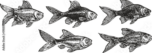 Vintage hand drawn black and white goldfish illustrations, various poses and fin styles detailed ink sketches