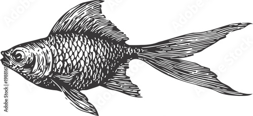 Black goldfish illustration with detailed scales and long flowing fins in vintage engraving
