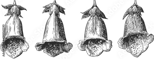 Hand drawn digitalis flowers set botanical detailed illustration of foxglove blossoms with speckled throats and bell shaped petals