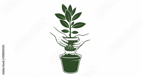 Hands transplanting a small plant with roots exposed into a new pot